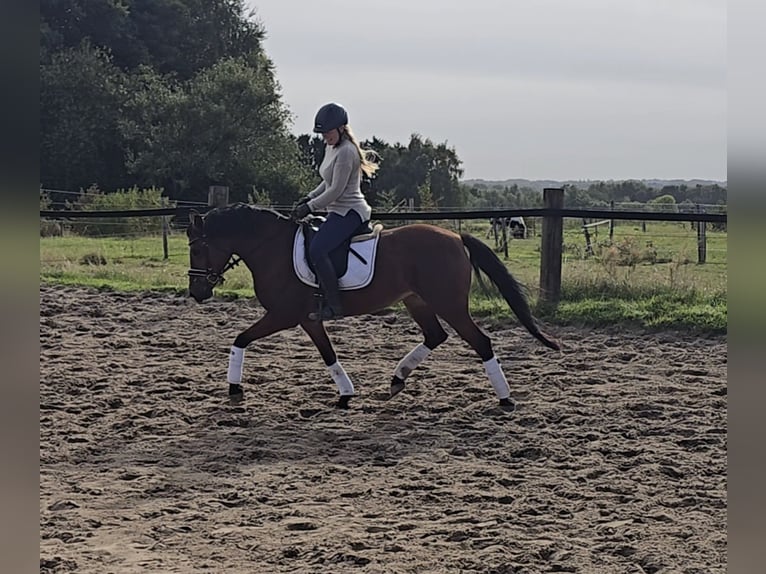 Deutsches Reitpony Stute 14 Jahre 149 cm Brauner in M&#xFC;lheim an der Ruhr