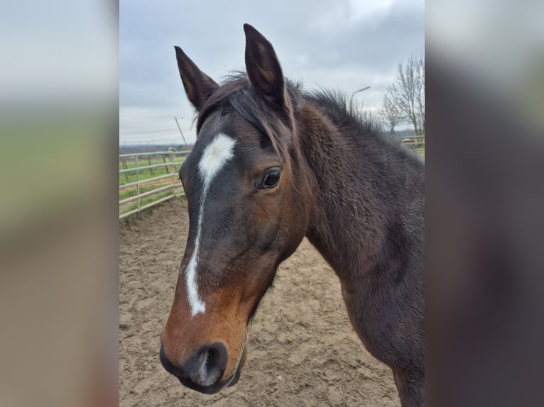 Deutsches Reitpony Stute 14 Jahre 149 cm Brauner in H&#xFC;rth