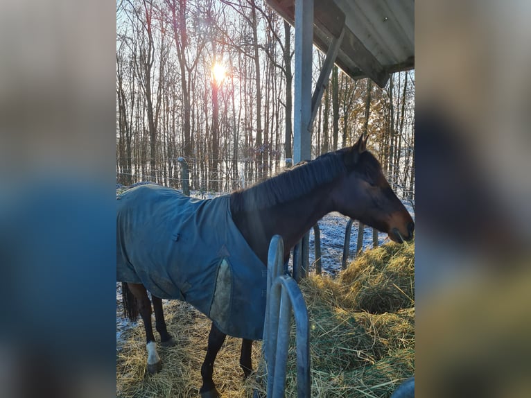Deutsches Reitpony Stute 14 Jahre 149 cm Brauner in H&#xFC;rth