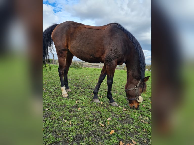 Deutsches Reitpony Stute 14 Jahre 149 cm Brauner in H&#xFC;rth