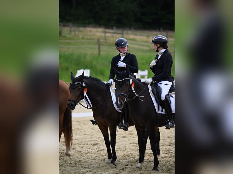 Deutsches Reitpony Stute 14 Jahre 149 cm Dunkelbrauner in Hattingen