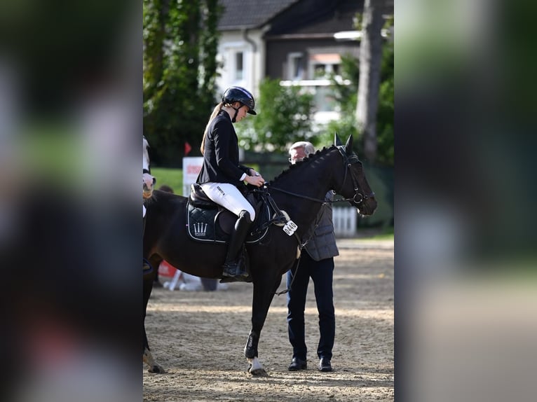 Deutsches Reitpony Stute 14 Jahre 149 cm Dunkelbrauner in Hattingen