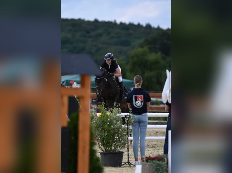 Deutsches Reitpony Stute 14 Jahre 149 cm Dunkelbrauner in Hattingen