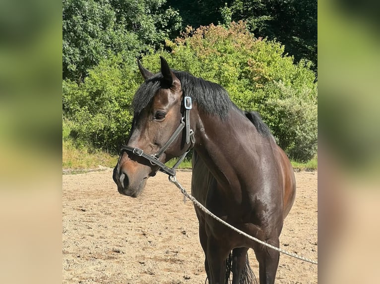 Deutsches Reitpony Stute 14 Jahre 149 cm Dunkelbrauner in Hattingen