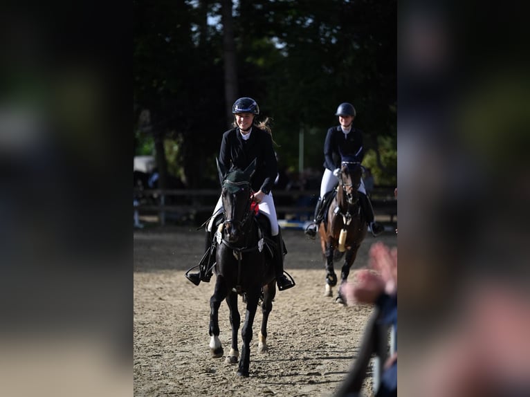 Deutsches Reitpony Stute 14 Jahre 149 cm Dunkelbrauner in Hattingen