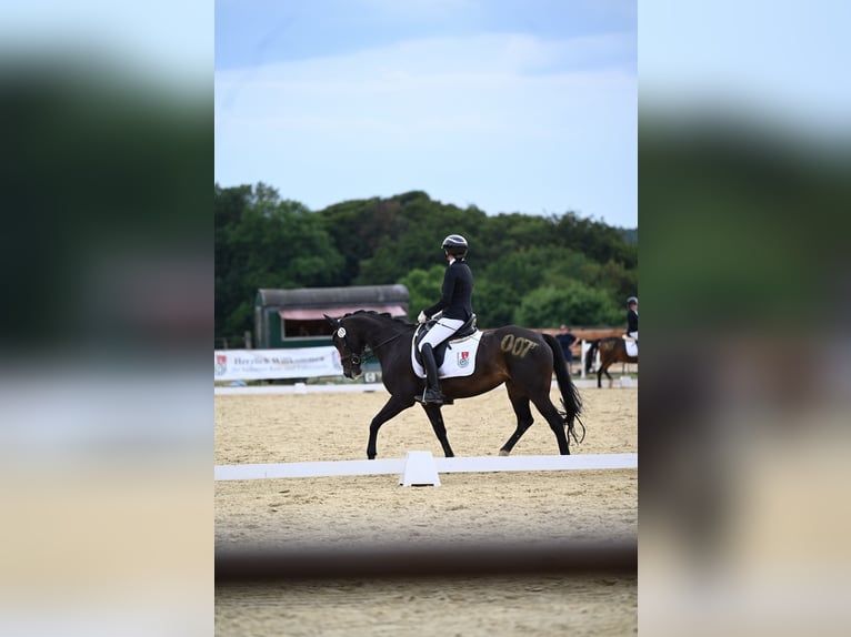 Deutsches Reitpony Stute 14 Jahre 149 cm Dunkelbrauner in Hattingen