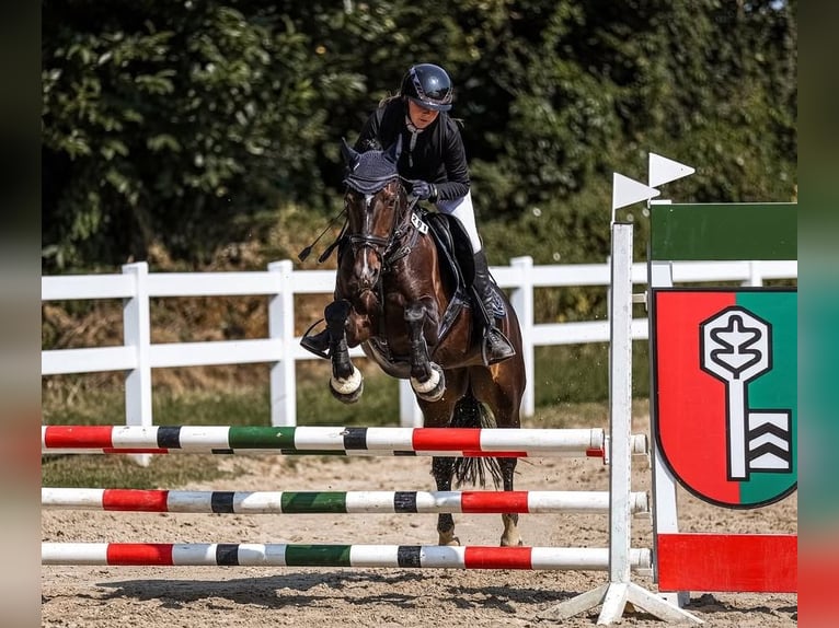Deutsches Reitpony Stute 14 Jahre 149 cm Dunkelbrauner in Hattingen
