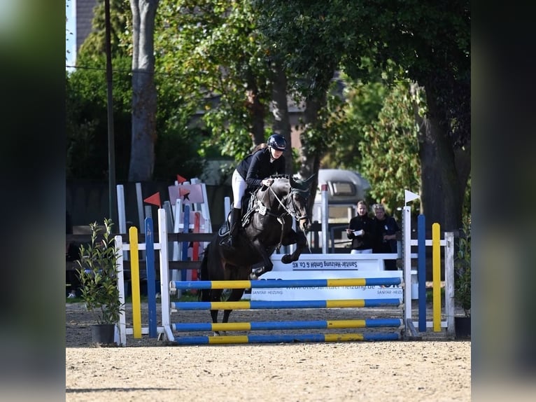 Deutsches Reitpony Stute 14 Jahre 149 cm Dunkelbrauner in Hattingen