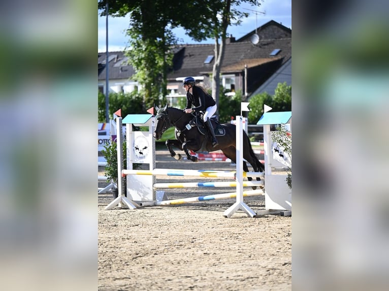 Deutsches Reitpony Stute 14 Jahre 149 cm Dunkelbrauner in Hattingen