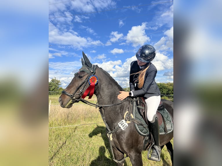 Deutsches Reitpony Stute 14 Jahre 149 cm Dunkelbrauner in Hattingen
