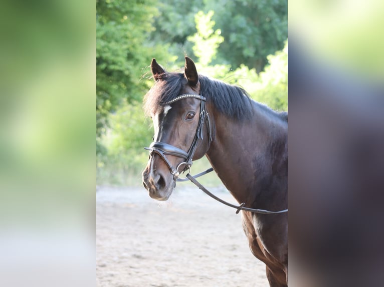 Deutsches Reitpony Stute 14 Jahre 149 cm Dunkelbrauner in Hattingen