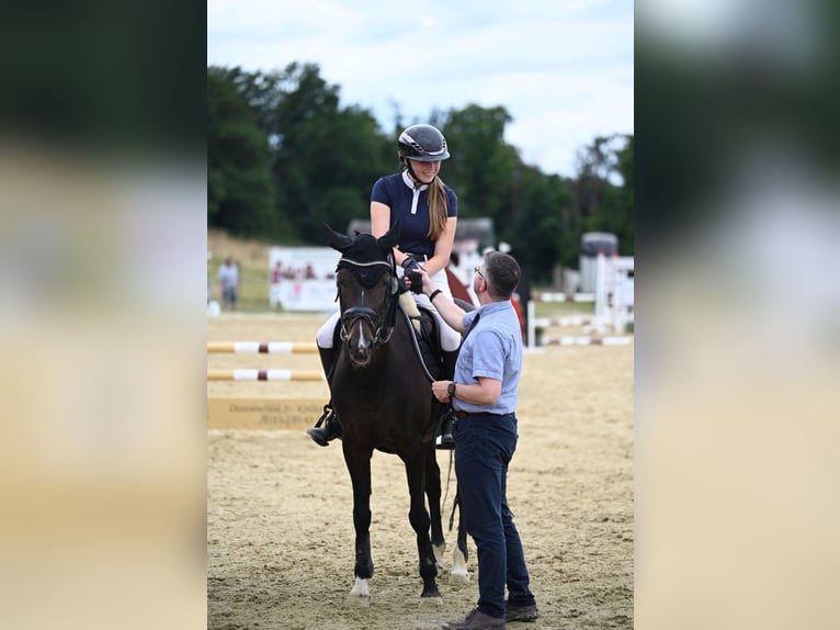 Deutsches Reitpony Stute 14 Jahre 149 cm Dunkelbrauner in Hattingen