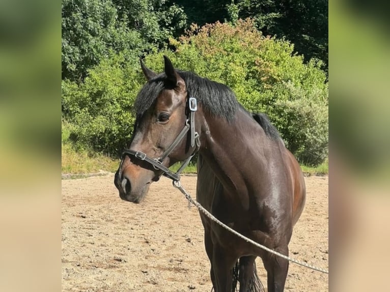 Deutsches Reitpony Stute 14 Jahre 149 cm Dunkelbrauner in Hattingen