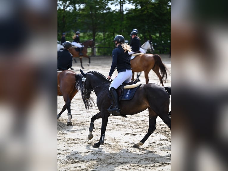 Deutsches Reitpony Stute 14 Jahre 149 cm Dunkelbrauner in Hattingen