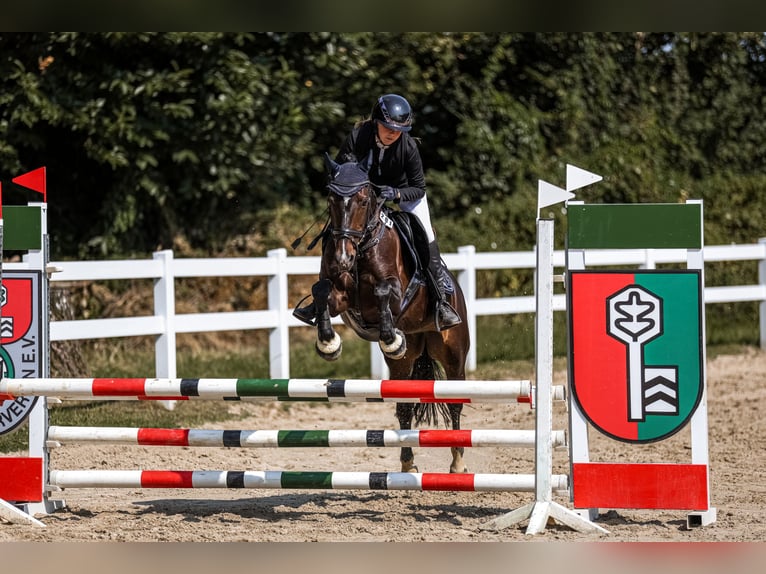 Deutsches Reitpony Stute 14 Jahre 149 cm Dunkelbrauner in Hattingen