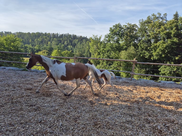 Deutsches Reitpony Stute 14 Jahre 149 cm Tovero-alle-Farben in Fichtenberg