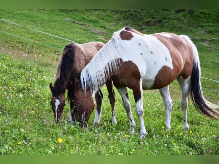 Deutsches Reitpony Stute 14 Jahre 149 cm Tovero-alle-Farben in Fichtenberg
