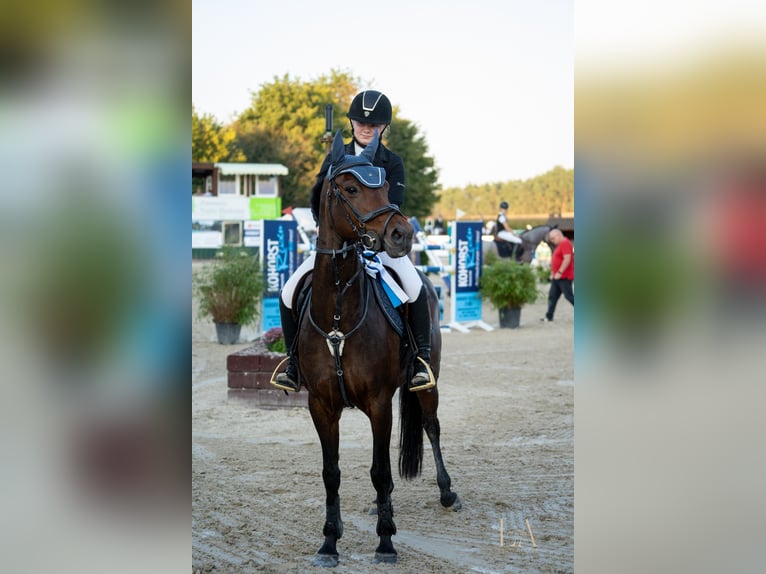 Deutsches Reitpony Stute 14 Jahre 153 cm Brauner in Cloppenburg