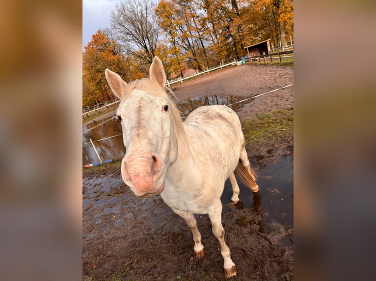 Deutsches Reitpony Stute 14 Jahre 153 cm Schimmel in Wietzendorf