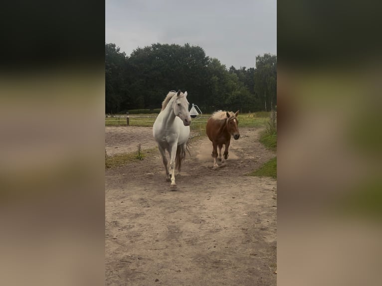 Deutsches Reitpony Stute 14 Jahre 153 cm Schimmel in Wietzendorf