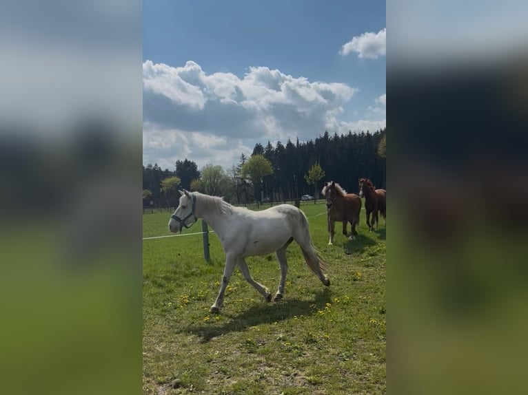 Deutsches Reitpony Stute 14 Jahre 153 cm Schimmel in Wietzendorf