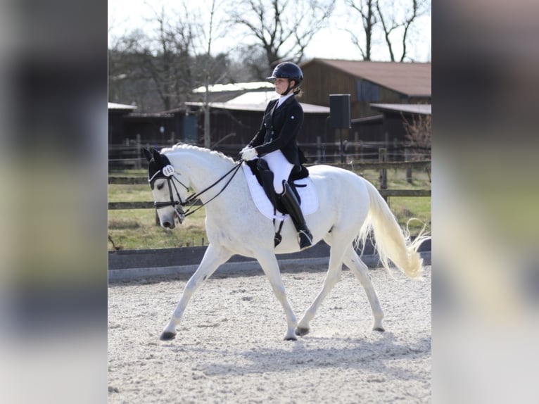 Deutsches Reitpony Stute 14 Jahre 154 cm Schimmel in Harsdorf