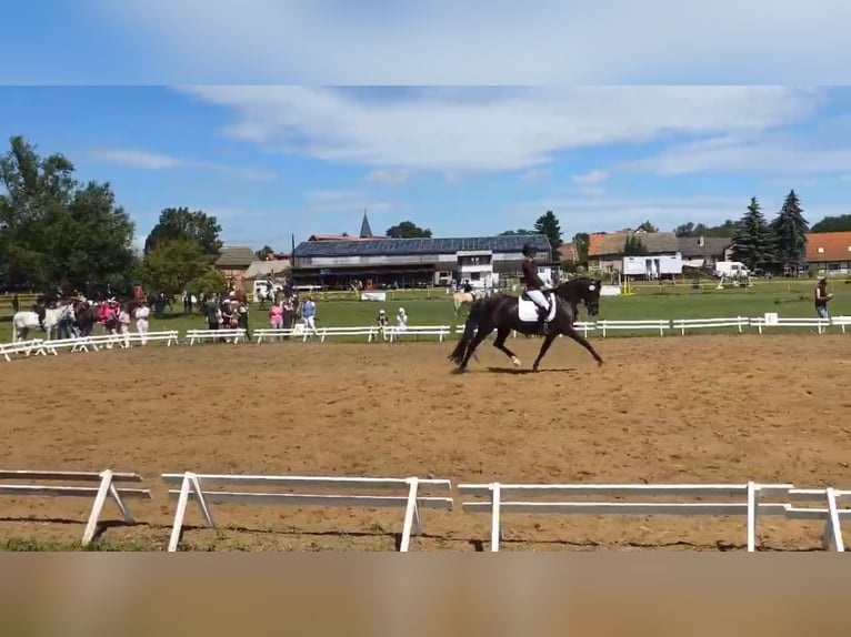 Deutsches Reitpony Stute 14 Jahre 155 cm Rappe in Braunschweig