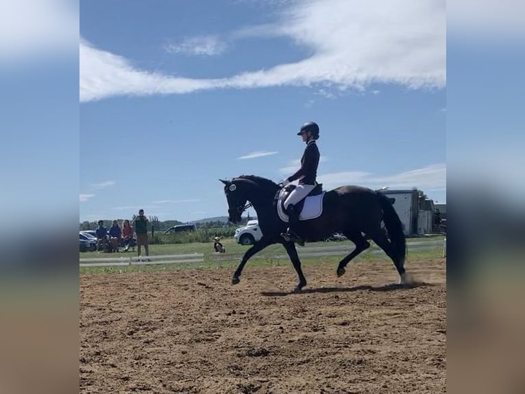 Deutsches Reitpony Stute 14 Jahre 155 cm Rappe in Braunschweig