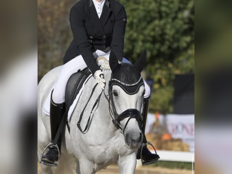Deutsches Reitpony Stute 14 Jahre 155 cm Schimmel in Harsdorf