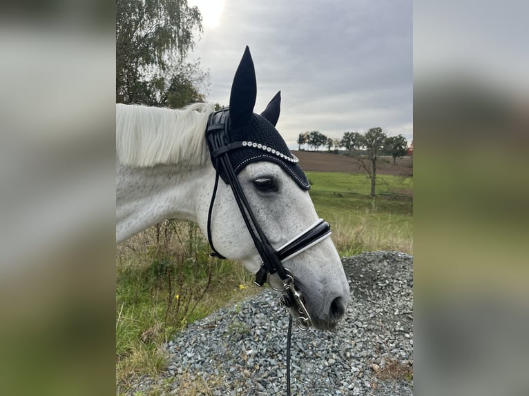 Deutsches Reitpony Stute 14 Jahre 155 cm Schimmel in Harsdorf