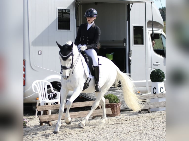 Deutsches Reitpony Stute 14 Jahre 155 cm Schimmel in Harsdorf