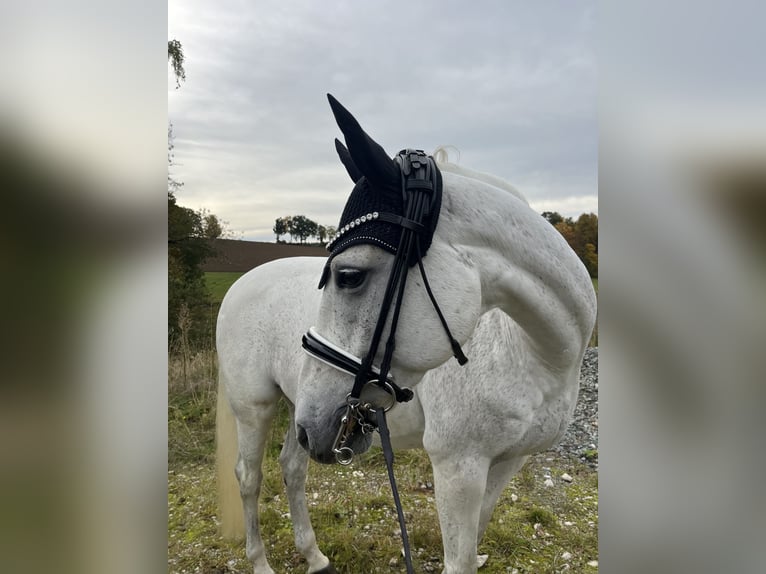 Deutsches Reitpony Stute 14 Jahre 155 cm Schimmel in Harsdorf