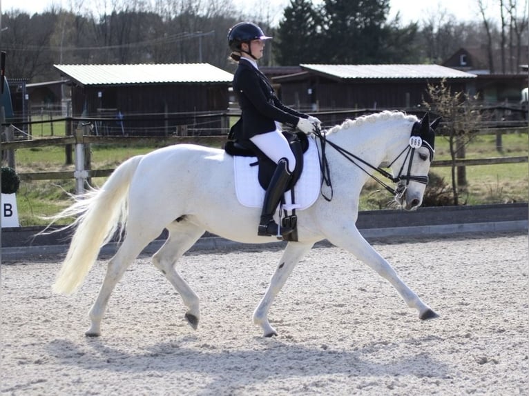 Deutsches Reitpony Stute 14 Jahre 155 cm Schimmel in Harsdorf