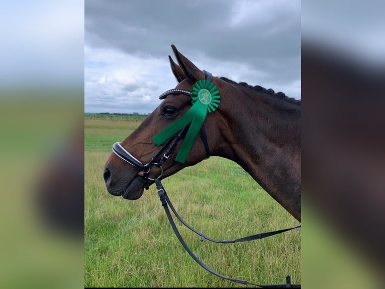 Deutsches Reitpony Stute 14 Jahre 156 cm Dunkelbrauner in Postfeld