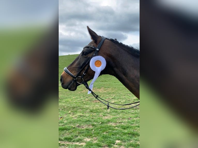 Deutsches Reitpony Stute 14 Jahre 156 cm Dunkelbrauner in Postfeld