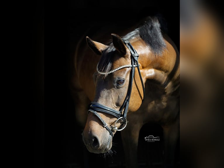 Deutsches Reitpony Stute 14 Jahre 156 cm Dunkelbrauner in Postfeld