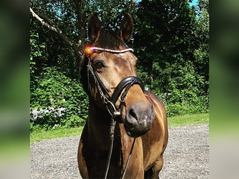 Deutsches Reitpony Stute 14 Jahre 156 cm Dunkelbrauner in Postfeld