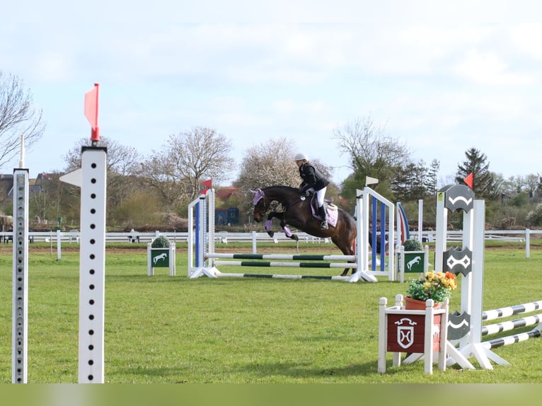 Deutsches Reitpony Stute 14 Jahre 156 cm Dunkelbrauner in Postfeld