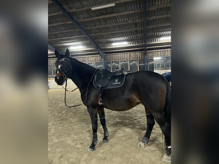 Deutsches Reitpony Stute 14 Jahre 160 cm Dunkelbrauner in Badendorf