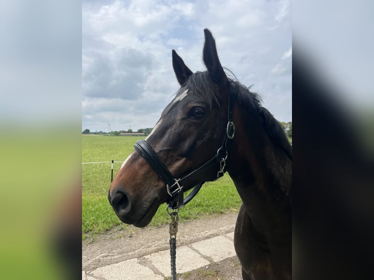 Deutsches Reitpony Stute 14 Jahre 160 cm Dunkelbrauner in Badendorf
