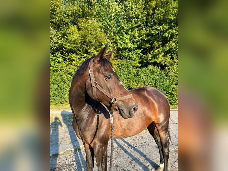 Deutsches Reitpony Stute 14 Jahre 160 cm Dunkelbrauner in Badendorf