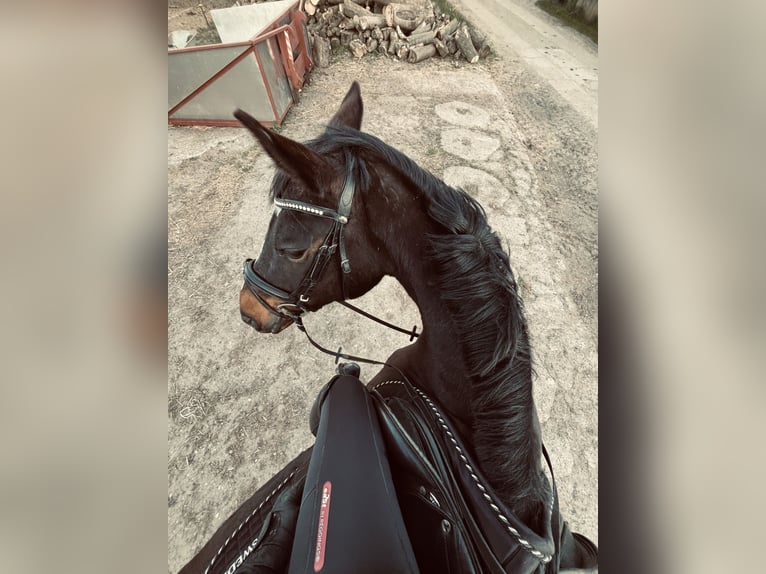 Deutsches Reitpony Stute 14 Jahre 160 cm Dunkelbrauner in Badendorf