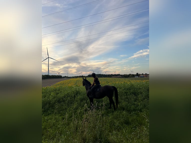 Deutsches Reitpony Stute 14 Jahre 160 cm Dunkelbrauner in Badendorf