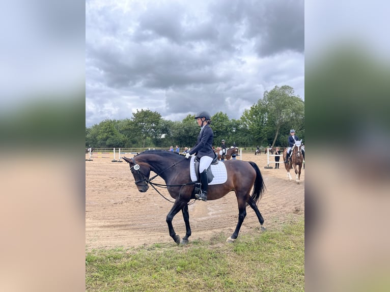 Deutsches Reitpony Stute 14 Jahre 160 cm Dunkelbrauner in Badendorf