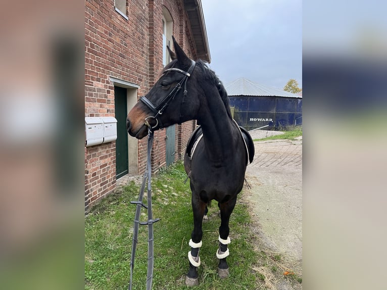Deutsches Reitpony Stute 14 Jahre 160 cm Dunkelbrauner in Badendorf