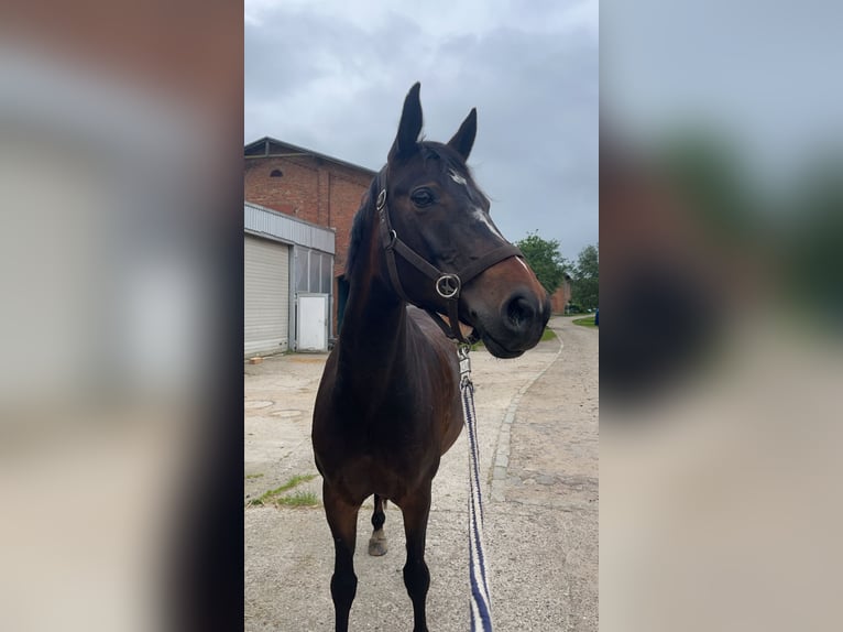 Deutsches Reitpony Stute 14 Jahre 160 cm Dunkelbrauner in Badendorf