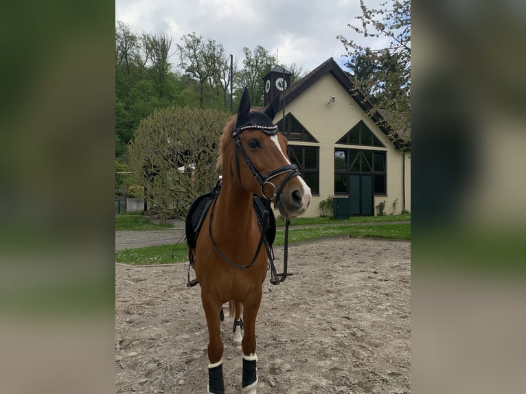 Deutsches Reitpony Stute 14 Jahre Fuchs in Weiterstadt