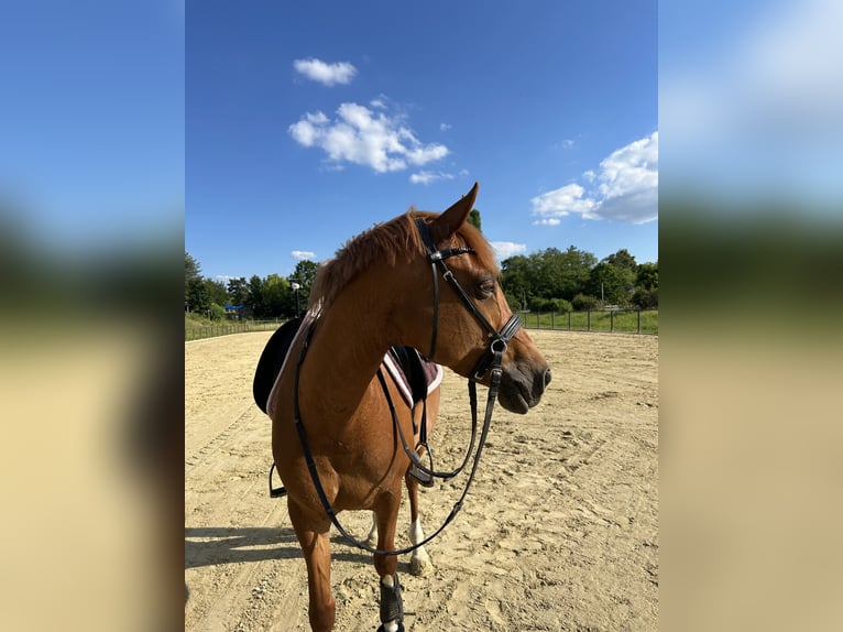 Deutsches Reitpony Stute 14 Jahre Fuchs in Weiterstadt