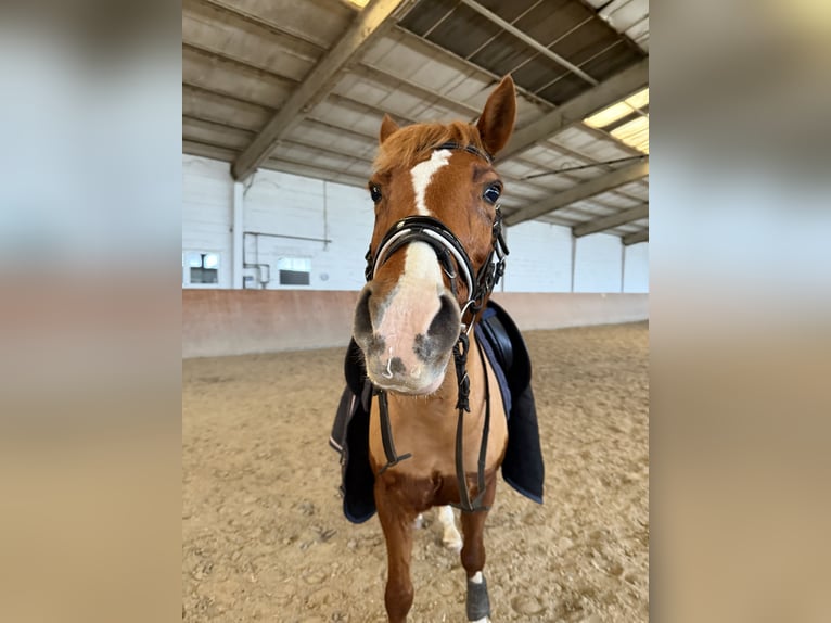 Deutsches Reitpony Stute 14 Jahre Fuchs in Weiterstadt