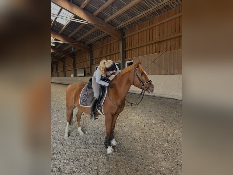 Deutsches Reitpony Stute 14 Jahre Fuchs in Weiterstadt